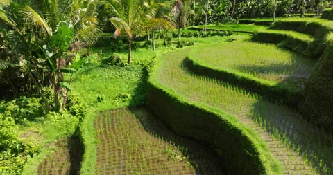 Bali rice terrace green fields aerial drone view Ubud Tegallalang morning sun Stock Footage 311052713