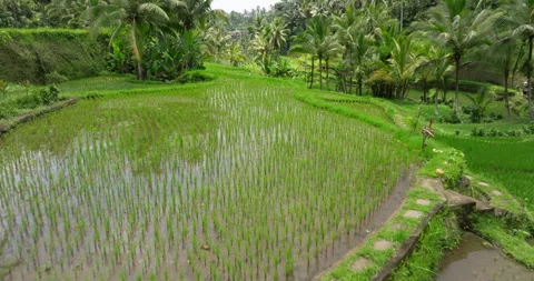 Bali rice terrace green fields aerial drone view Ubud Tegallalang morning sun Stock Footage 312338748