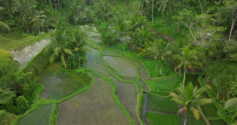 Bali rice terrace green fields aerial drone view Ubud Tegallalang morning sun Stock Footage 312338784