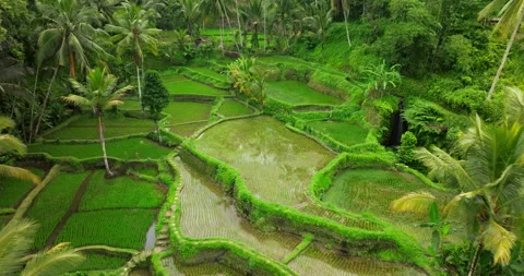 Bali rice terrace green fields aerial drone view Ubud Tegallalang morning sun Stock Footage 312338808