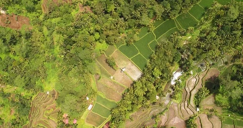 Bali rice terrase Stock Footage 90575509