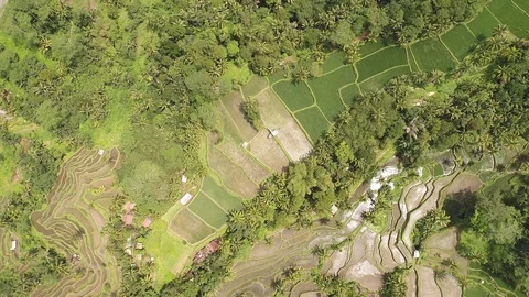 Bali rice terrase Stock Footage 90575736