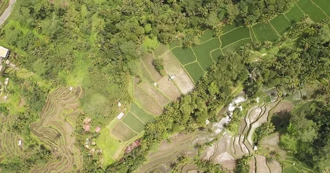 Bali rice terrase Stock Footage 90575969