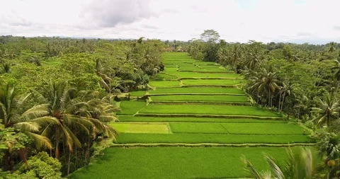 Bali rice terrase Stock Footage 90576388