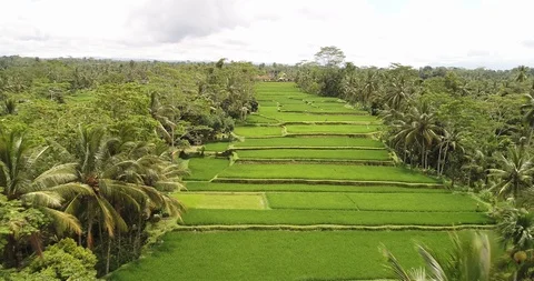 Bali rice terrase Stock Footage 90576487