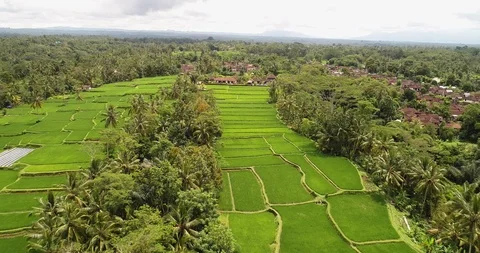 Bali rice terrase Stock Footage 90577277