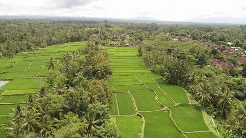 Bali rice terrase Stock Footage 90577525