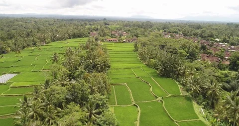 Bali rice terrase Stock Footage 90577671