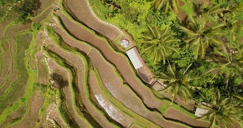Bali rice terrase Stock Footage 90578019