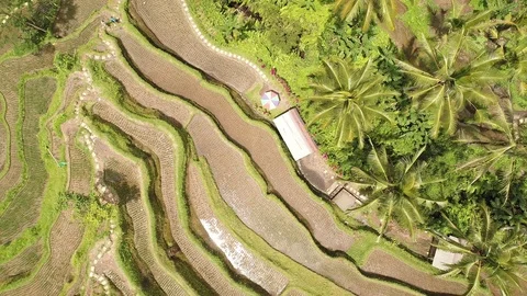 Bali rice terrase Stock Footage 90578271