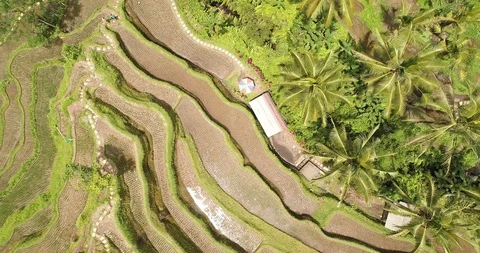 Bali rice terrase Stock Footage 90578414
