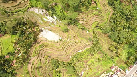 Bali rice terrase Stock Footage 90578591