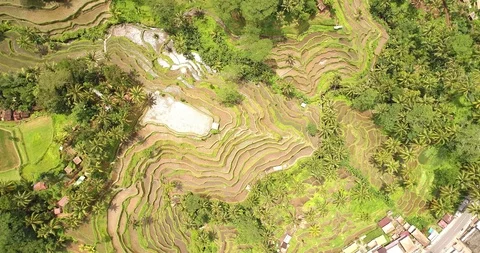 Bali rice terrase Stock Footage 90578783