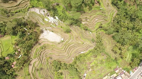 Bali rice terrase Stock Footage 90578906