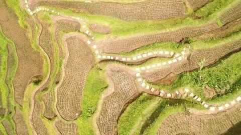 Bali rice terrase Stock Footage 90579254