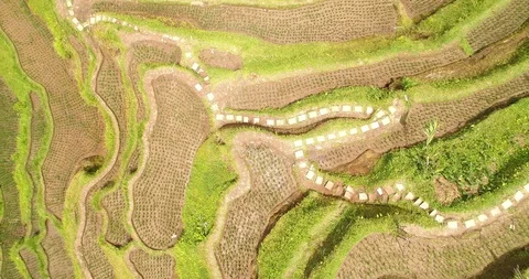 Bali rice terrase Stock Footage 90579354
