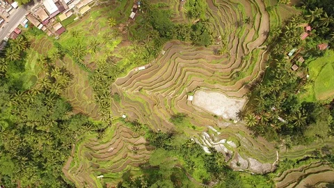 Bali rice terrase Stock Footage 90579723