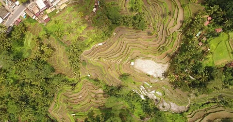 Bali rice terrase Stock Footage 90579891