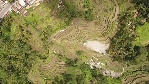 Bali rice terrase Stock Footage 90579972