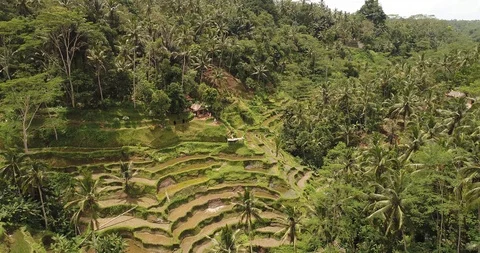 Bali rice terrase Stock Footage 90580219