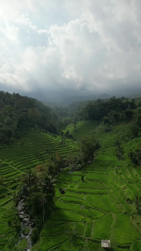 Bali Ricefield Video stock 294658929