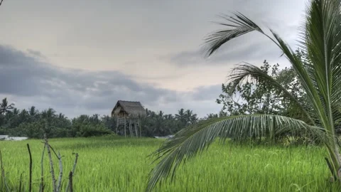 Bali Sawa 4K Stock Footage 153686139