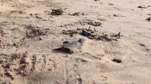 Bali Sea Turtle Running Stock Footage 83338879