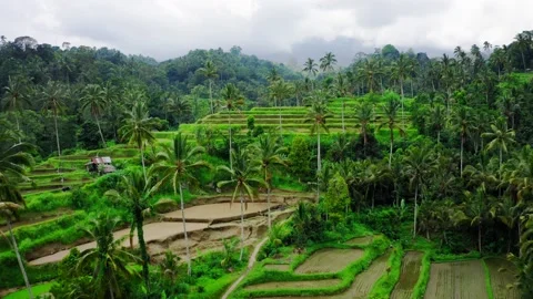 Bali Sekumpul Rice Terraces Drone 2 Stock Footage