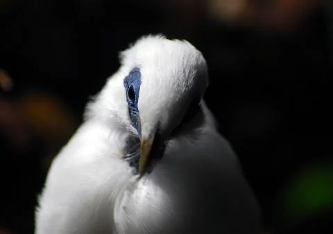 Bali Starling Stock Photos