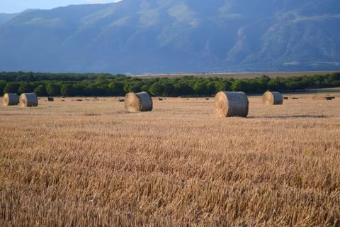 Bali with straw in the field Stock Photos