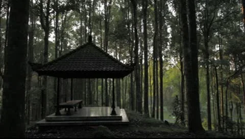 Bali sunlight tree hut Video stock 8861236