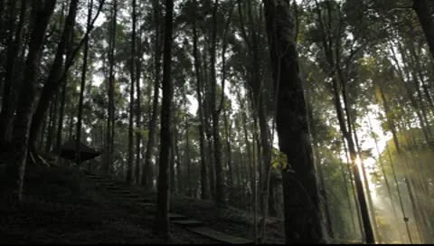Bali Sunlight trees 1 Stock Footage 8861442