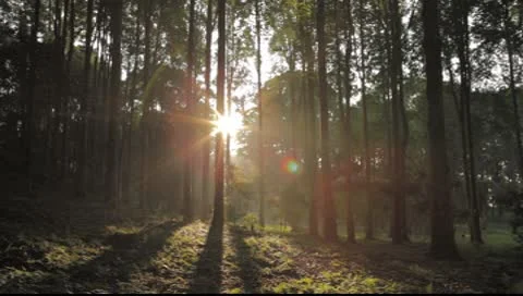 Bali Sunlight trees 4 Video stock 8861415