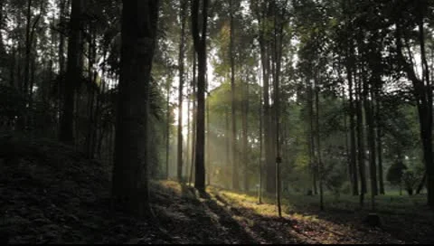 Bali Sunlight trees Video stock 8861371