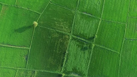 Bali sunrise in paddy rice fields with trees, sunrise in the tropics, idyllic Stock Footage 256735831