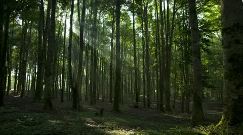 Bali Sunrise Trees Time Lapse Stock Footage