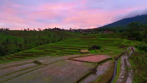 Bali - Sunset Drone Flight Above Jatiluwih Rice Terraces Vídeos de archivo 233196236