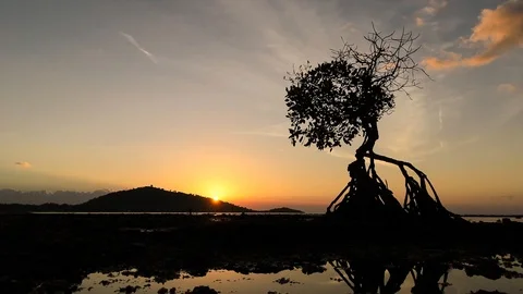 Bali sunset tree Stock Footage