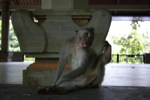 Bali Temple monkey Foto stock
