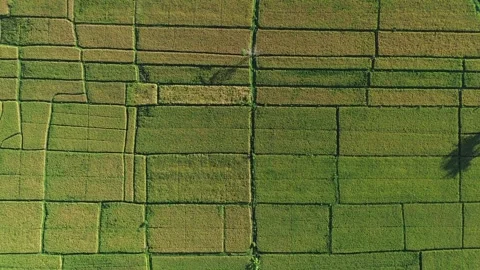 Bali Top Down Aerial View of Lush Green Paddy Fields Geometry - 4K Stock Footage 332586983