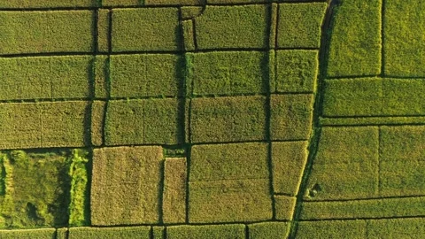 Bali Top Down Aerial View of Lush Green Paddy Fields Geometry - 4K Stock Footage 332587149