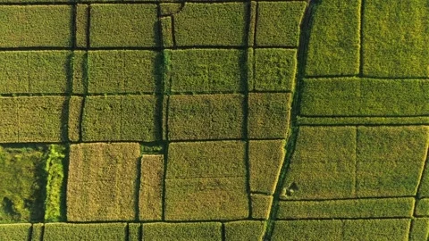 Bali Top Down Aerial View of Lush Green Paddy Fields Geometry - 4K Stock Footage 332587456