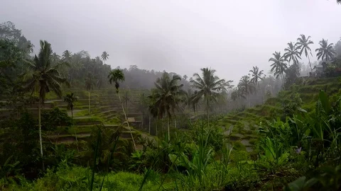 Bali Tropical Rain Stock Footage