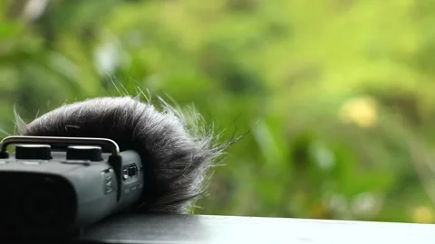 Bali ubud - forest recording session Video stock 131218072