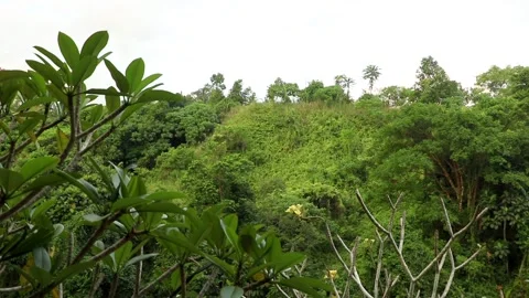 Bali ubud - forest view Video stock 131218152