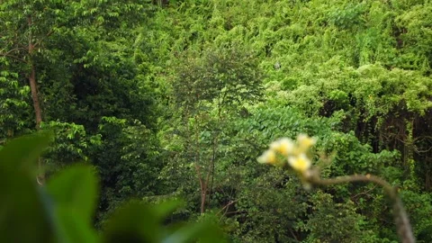 Bali ubud - forest view Video stock 131218159
