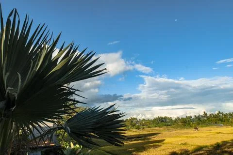 BALI UBUD Stock Photos