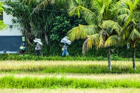 BALI UBUD Stock Photos