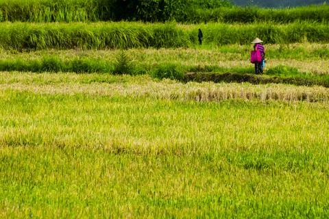 BALI UBUD Stock Photos