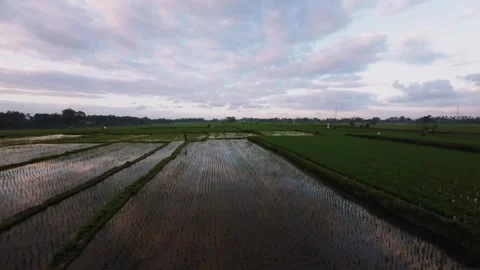Bali Ubud Rice fields FPV Flight Видео 284491498